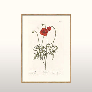 Red Poppy | Oak Frame | 70x50 in Homewares from Oriana B. www.orianab.com