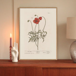 Red Poppy | Oak Frame | 70x50 in Homewares from Oriana B. www.orianab.com