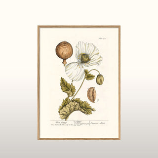 White Poppy | Oak Frame | 70x50 in Homewares from Oriana B. www.orianab.com